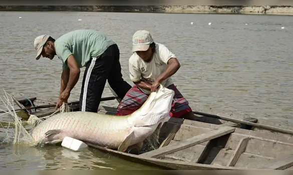 Imagem ilustrativa da imagem Estudo inédito com genoma protege espécies de peixes da Amazônia