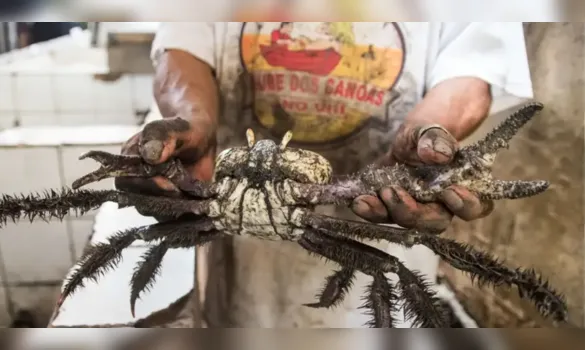 Imagem ilustrativa da imagem Defeso do caranguejo-uçá começa nesta terça (3) no Pará