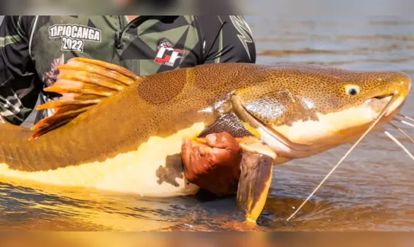 Imagem ilustrativa da imagem Amazônia ganha plano internacional para proteger bagres e ariranha