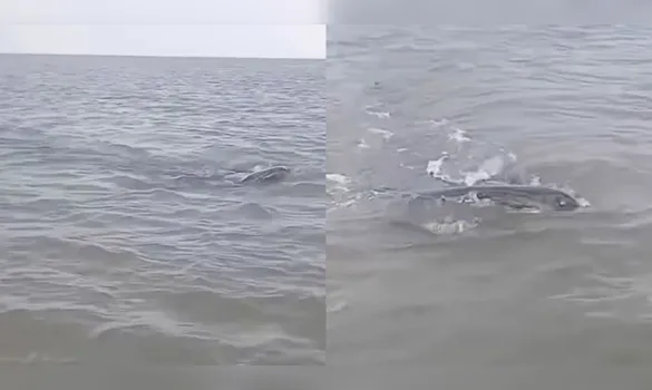 Imagem ilustrativa da imagem Vídeo: "Monstro marinho" surge em rio e assusta pescadores