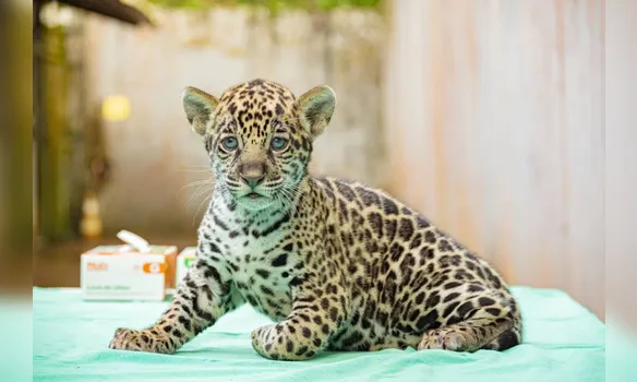 Imagem ilustrativa da imagem Filhote de onça pintada é novo morador de BioParque no Pará