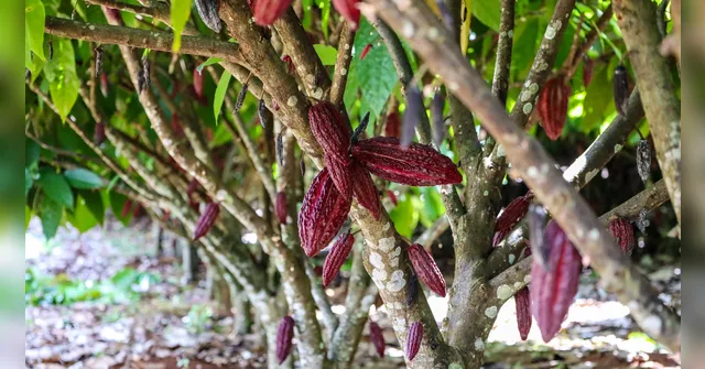 Imagem ilustrativa da notícia Brasil suspende importação de cacau e fortalece produtores do Pará