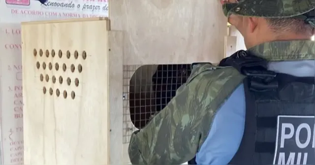 Imagem ilustrativa da notícia Fiscalização resgata 140 animais silvestres no Pará