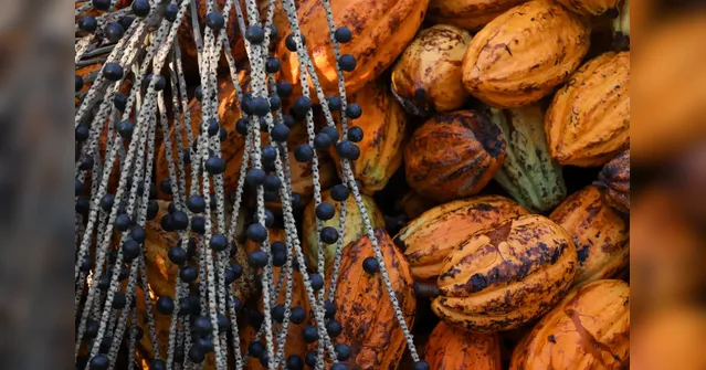 Imagem ilustrativa da notícia Edital seleciona propostas para fortalecer produção de cacau e açaí no Pará