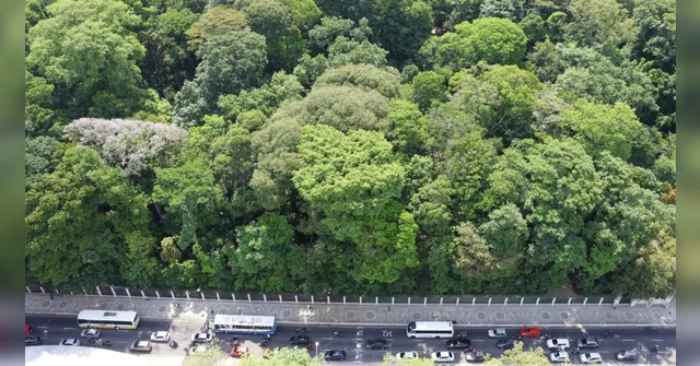 Imagem ilustrativa da notícia Bosque Rodrigues Alves preserva relação de Belém com a floresta