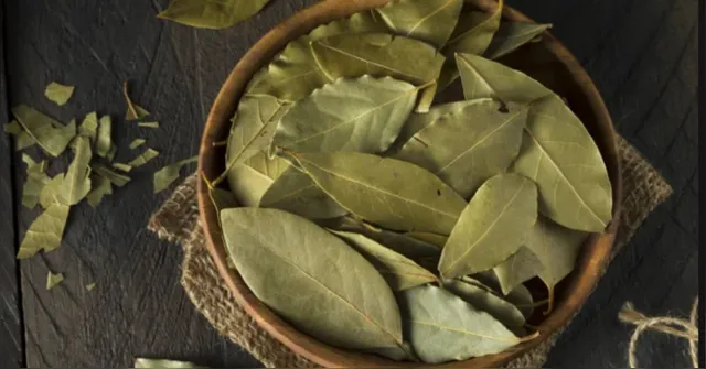 Imagem ilustrativa da notícia 3 simpatias com folhas de louro para atrair prosperidade em 2026