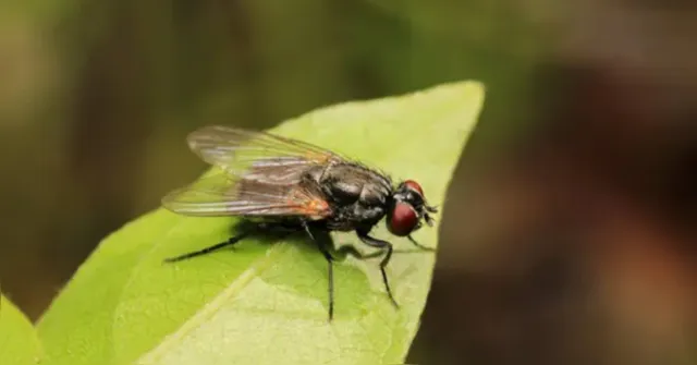 Imagem ilustrativa da notícia Virose da mosca: veja os sintomas e como se proteger