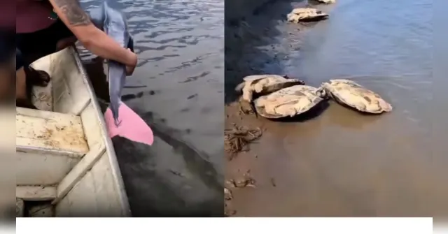 Imagem ilustrativa da notícia Pescadores devolvem boto-cor-de-rosa e cágados ao rio e atitude viraliza