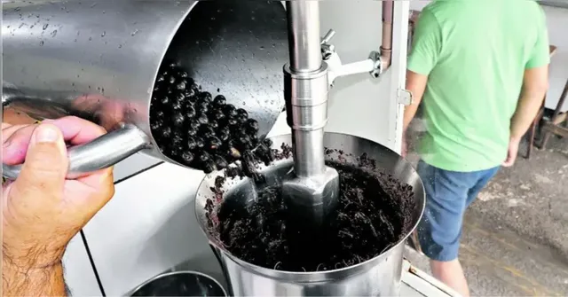 Imagem ilustrativa da notícia Saiba como identificar pontos de açaí licenciados em Belém e Ananindeua