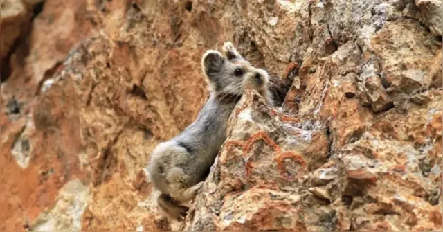 Imagem ilustrativa da notícia Pikas entram em risco de extinção e preocupa cientistas chineses