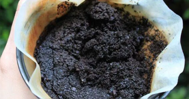 Imagem ilustrativa da notícia Não jogue fora a borra de café: ela pode ser útil na sua casa