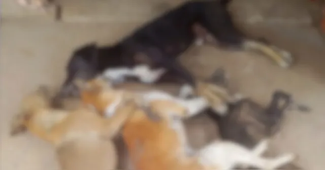 Imagem ilustrativa da notícia Oito cães são encontrados mortos em área rural no Pará