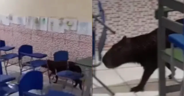 Imagem ilustrativa da notícia Filhote de capivara "assiste" aula em escola de Bragança