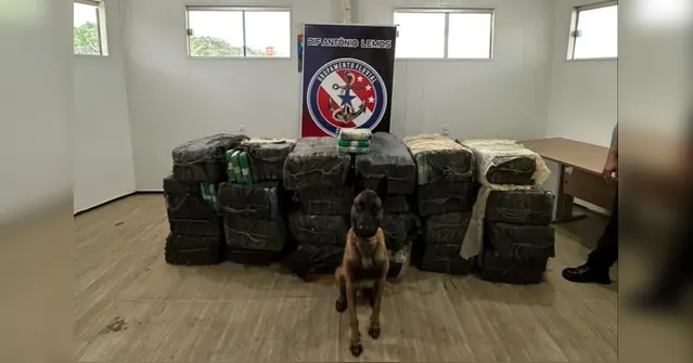 Imagem ilustrativa da notícia Pará atinge marca de 16 toneladas de drogas apreendidas em 2025