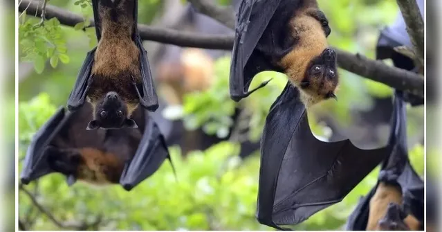 Imagem ilustrativa da notícia Índia emite alerta após casos de vírus transmitido por morcegos