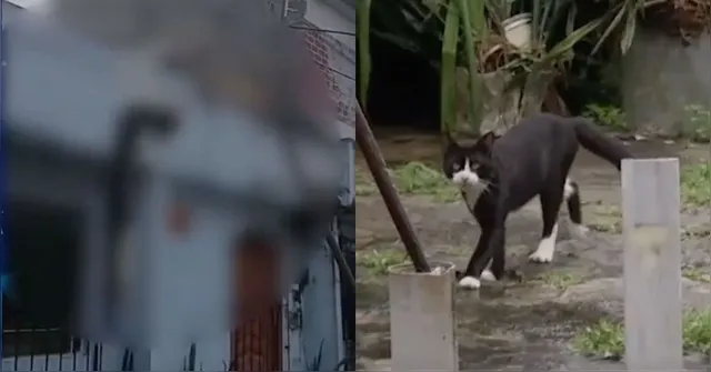 Imagem ilustrativa da notícia VÍDEO: Gato é encontrado morto e pendurado em varal em Ananindeua