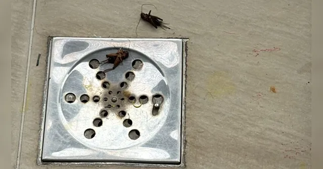 Imagem ilustrativa da notícia Belém volta a sofrer com o aparecimento de grilos no período chuvoso