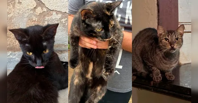 Imagem ilustrativa da notícia Belém: mulher morre e deixa 61 gatos; família busca tutores