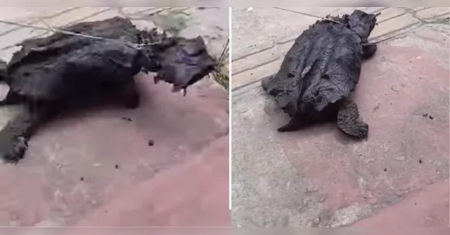 Imagem ilustrativa da notícia Tartaruga mata-mata aparece amarrada e viraliza em Breves