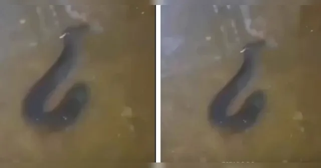 Imagem ilustrativa da notícia Poraquê surge em poça d’água no bairro do Tapanã