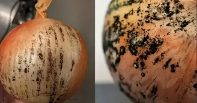Imagem ilustrativa da notícia Manchas pretas na cebola podem indicar fungo prejudicial à saúde