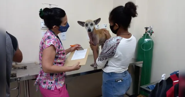 Imagem ilustrativa da notícia Belém recebe Clínica de Triagem e Hospital Veterinário nesta terça, 13