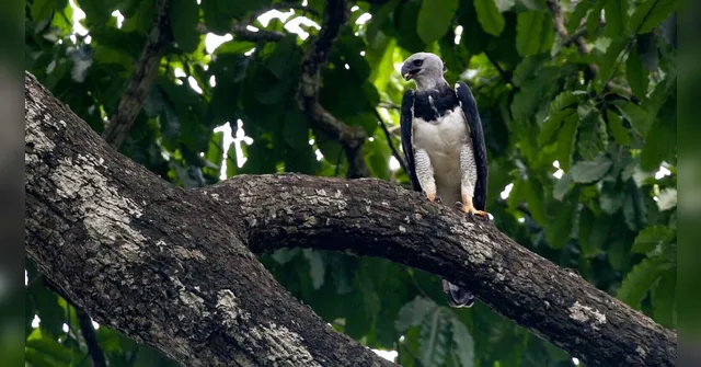 Imagem ilustrativa da notícia Projeto Harpia reforça proteção da espécie no Mosaico de Carajás