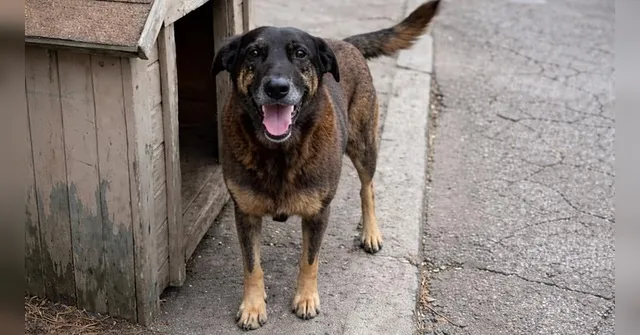 Imagem ilustrativa da notícia Dois suspeitos da morte do cão Orelha estão nos EUA, diz polícia