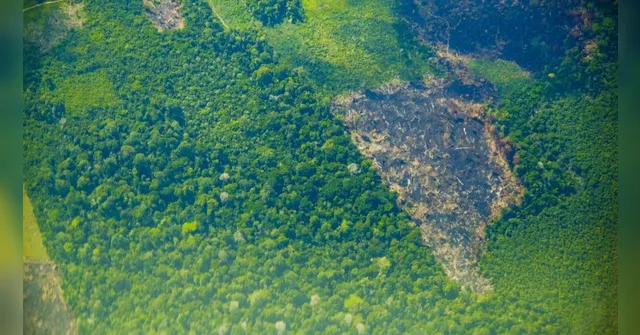 Imagem ilustrativa da notícia Pará registra queda de 51% no desmatamento e lidera resultados positivos