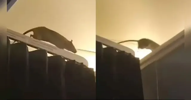 Imagem ilustrativa da notícia Ratazana é flagrada em avião e assusta passageiros