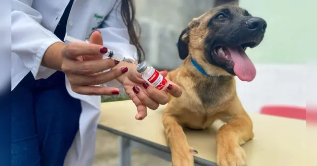 Imagem ilustrativa da notícia Belém realiza Dia D de vacinação antirrábica neste sábado (20)