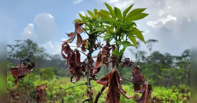 Imagem ilustrativa da notícia Vassoura de bruxa: estratégias visam o fim da praga na mandioca