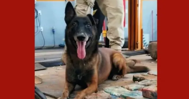Imagem ilustrativa da notícia Cão-herói pioneiro da Guarda Municipal de Marabá, Ziah morre aos 12 anos
