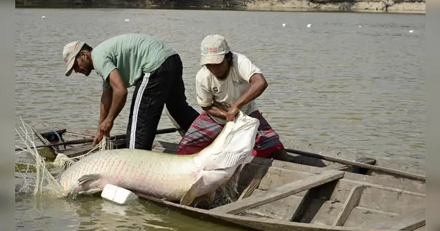 Imagem ilustrativa da notícia Estudo inédito com genoma protege espécies de peixes da Amazônia