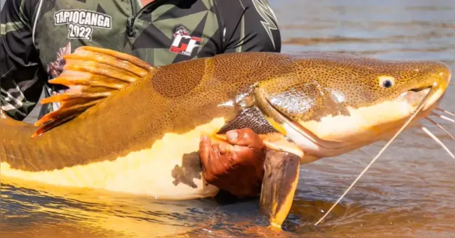 Imagem ilustrativa da notícia Amazônia ganha plano internacional para proteger bagres e ariranha