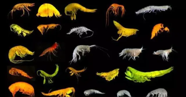 Imagem ilustrativa da notícia Cientistas descobrem 24 espécies inéditas de crustáceos no Oceano Pacífico