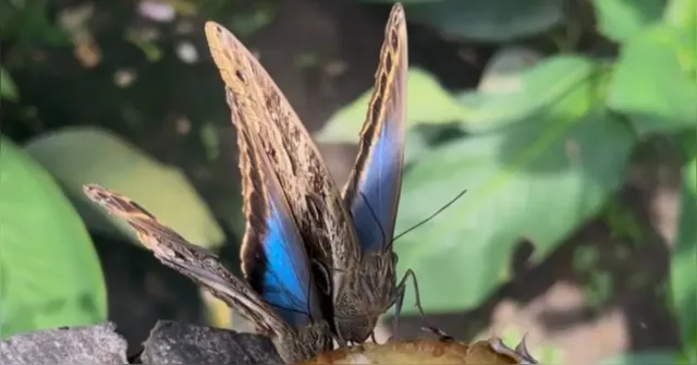 Imagem ilustrativa da notícia Por que borboletas azuis do Mangal das Garças têm essa cor?