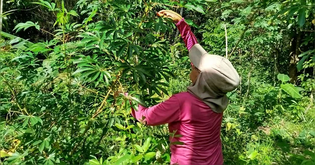 Imagem ilustrativa da notícia Projeto de restauração florestal beneficia comunidades paraenses