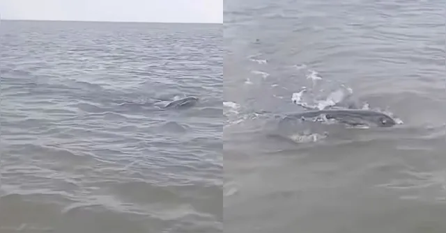 Imagem ilustrativa da notícia Vídeo: "Monstro marinho" surge em rio e assusta pescadores