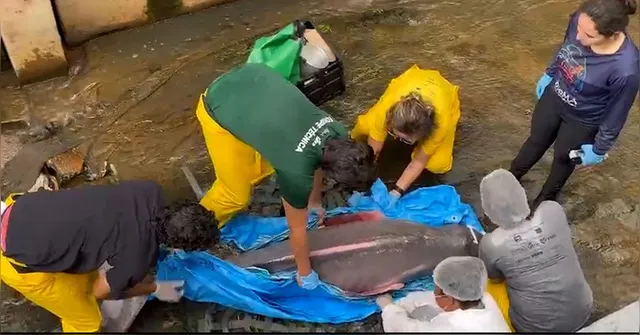 Imagem ilustrativa da notícia VÍDEO: Boto é resgatado após encalhar em canal de Belém
