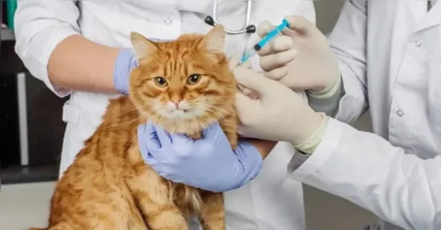 Imagem ilustrativa da notícia Belém Animal tem atendimento veterinário gratuito no domingo