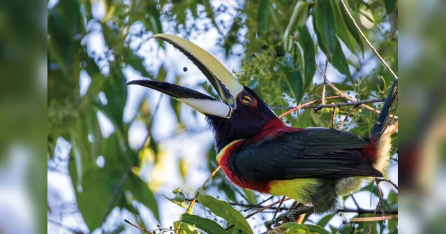 Imagem ilustrativa da notícia Pássaros em vida livre ensinam a crianças o amor pela natureza