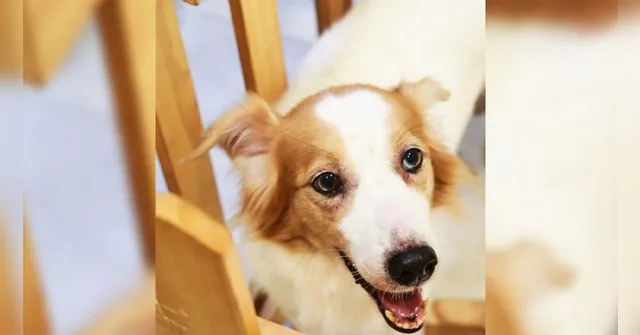 Imagem ilustrativa da notícia Belém: feira de adoção reúne cães e gatos em busca de um novo lar