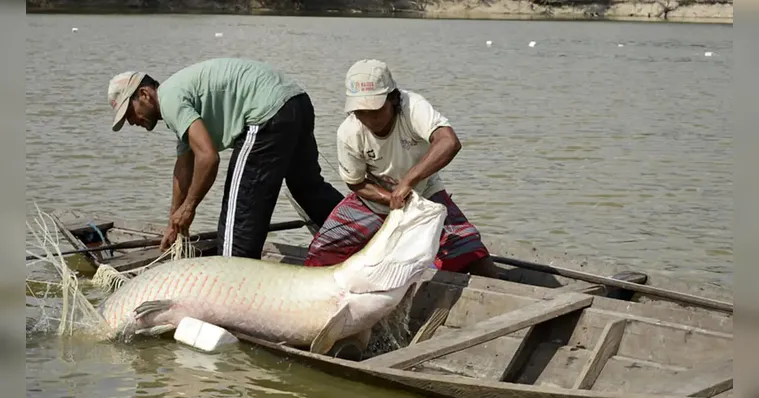 Imagem ilustrativa da notícia Estudo inédito com genoma protege espécies de peixes da Amazônia