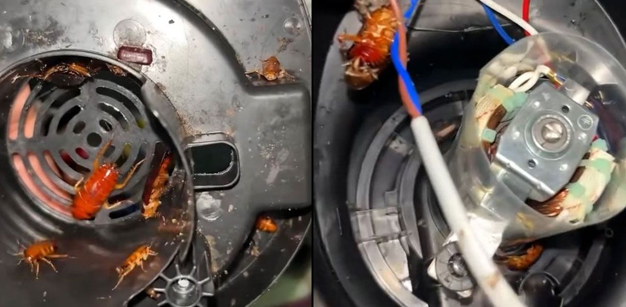 Vídeo mostra jovem encontrando ninho de baratas dentro de liquidificador; higienização correta de eletrodomésticos é essencial para prevenir contaminações.