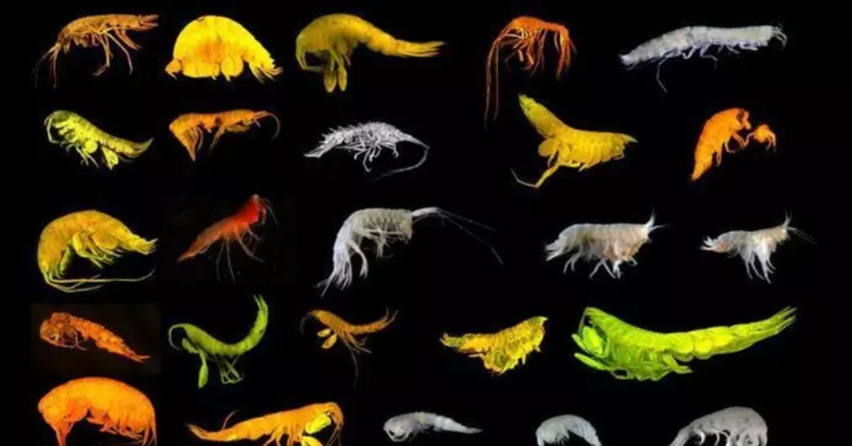 Os animais pertencem ao grupo dos anfípodes, crustáceos semelhantes às chamadas pulgas-do-mar, comuns em regiões costeiras