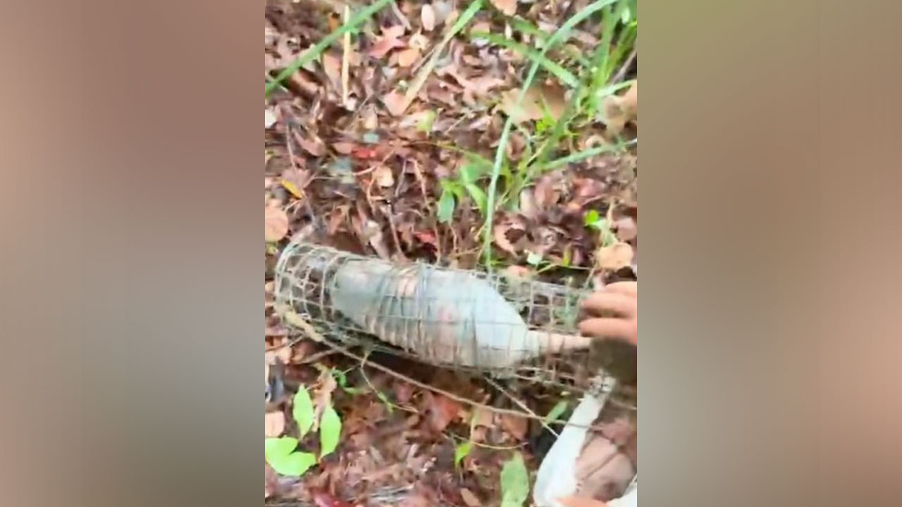 Tatu resgatado em Redenção; espécie é hospedeira da bactéria causadora da hanseníase e outras infecções graves.