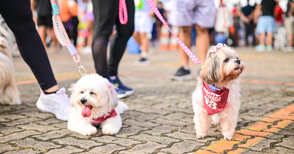 +B Run 2026 transforma Belém em polo de bem-estar com programação esportiva, atividades infantis e espaço para pets no Shopping Bosque Grão-Pará.