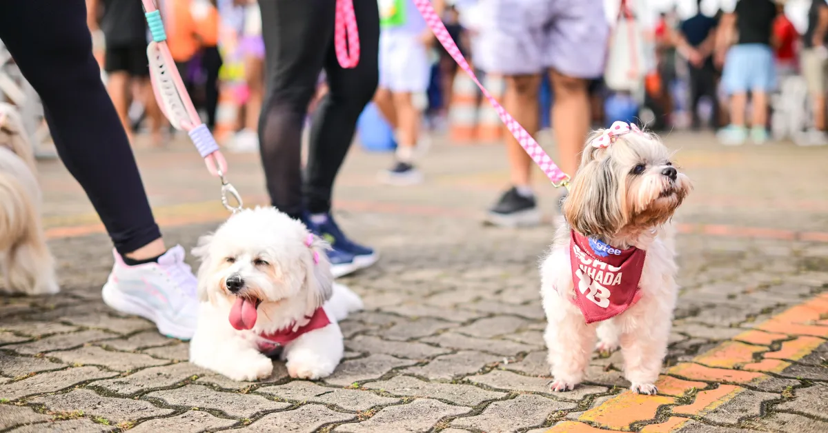 +B Run 2026 transforma Belém em polo de bem-estar com programação esportiva, atividades infantis e espaço para pets no Shopping Bosque Grão-Pará.
