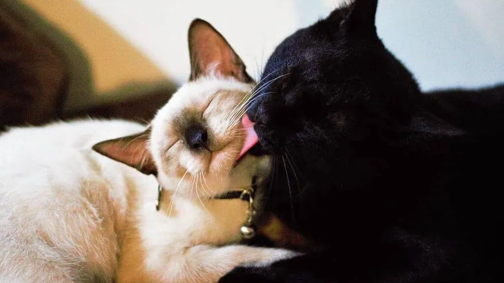 Para chegar às conclusões, pesquisadores utilizaram vídeos enviados por tutores de gatos e analisaram detalhadamente as interações.